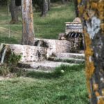 hunde (1)
